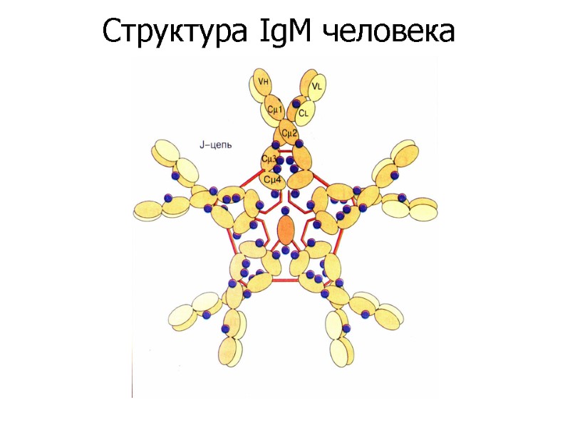 Структура IgM человека